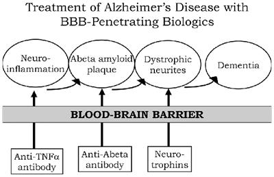 Blood-Brain Barrier and Delivery of Protein and Gene Therapeutics to Brain